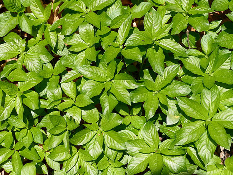 植物冠層土壤分析儀可用于各種高度植物冠層的研究 植物冠層土壤分析儀可用于各種高度植物冠層的研究