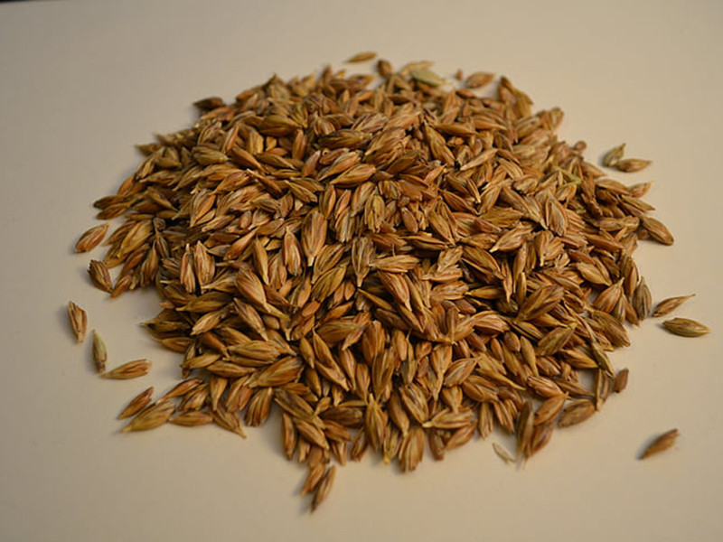 小麥嘔吐毒素怎么檢測(cè)？