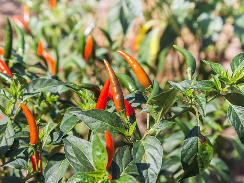 開春種植辣椒怎么施肥