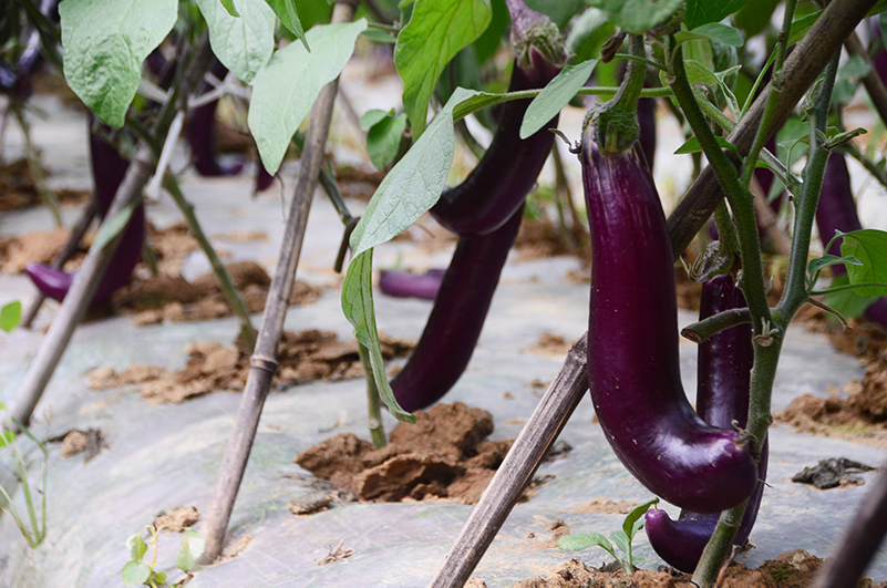 土壤養(yǎng)分檢測儀